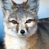Kit Fox Nøgen
